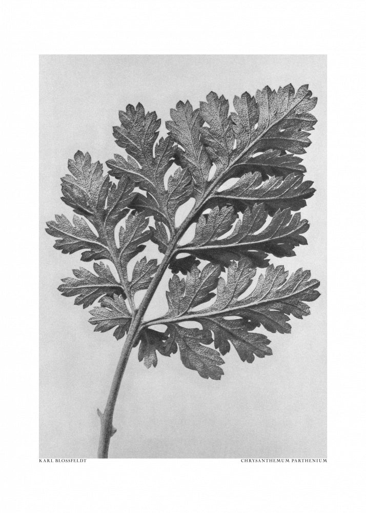 Chrysanthemum parthenium | Poster