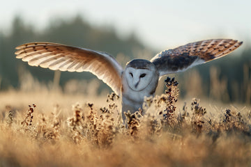 Barn Owl Flight | Poster