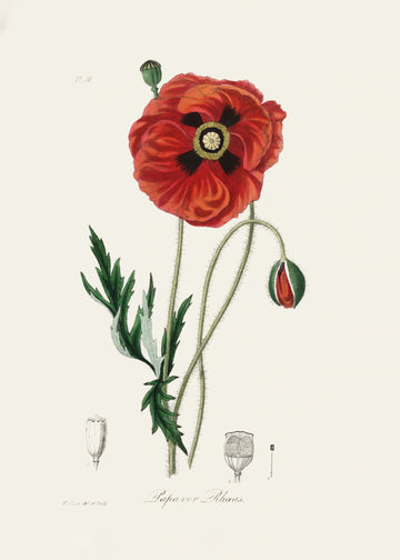 Common Poppy (papaver Rhoeas) Medical Botany | Canvas