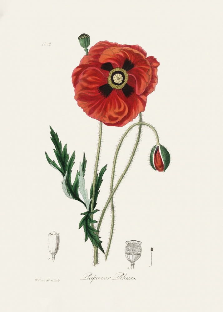 Common Poppy (papaver Rhoeas) Medical Botany | Poster