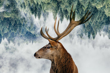 The Deer and the woods | Poster