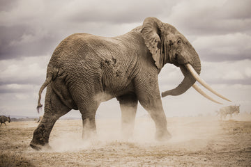 African Elephant Dust | Poster