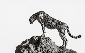 Cheetah On The Rocks | Canvas