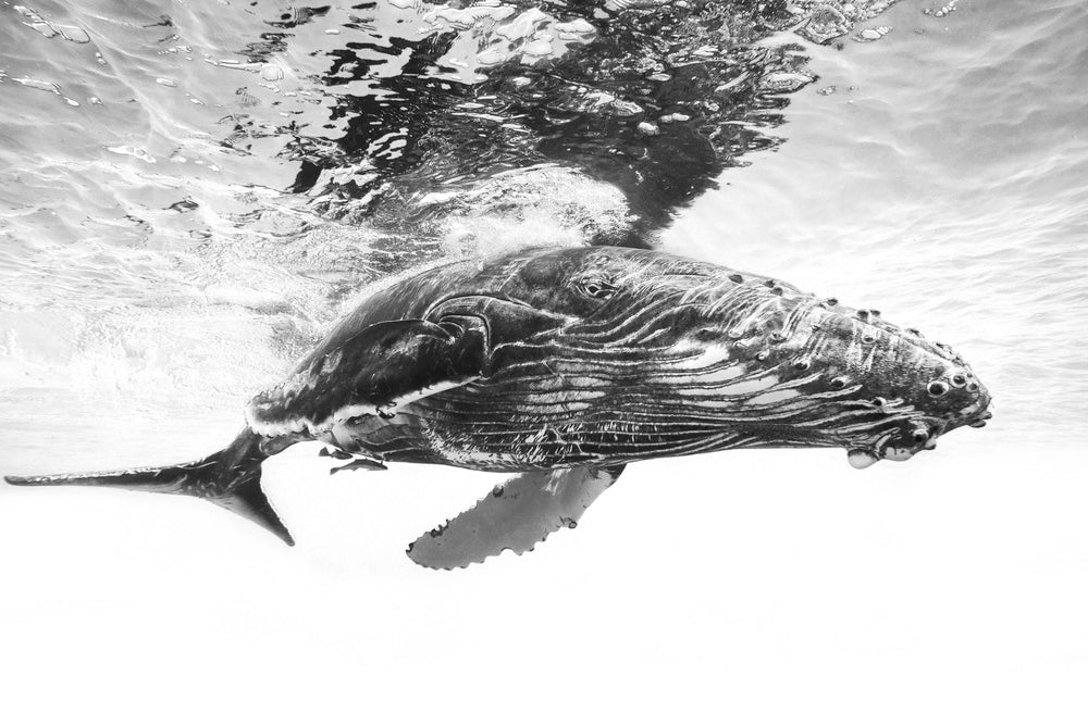 Majestic Humpback Whale | Canvas