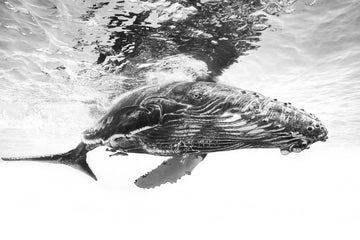 Majestic Humpback Whale | Canvas