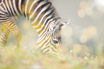 Peaceful Zebra Foal | Canvas
