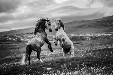 Wild Horses Rearing | Poster