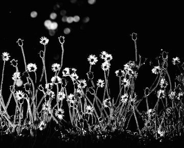 Night Flower Glow | Poster