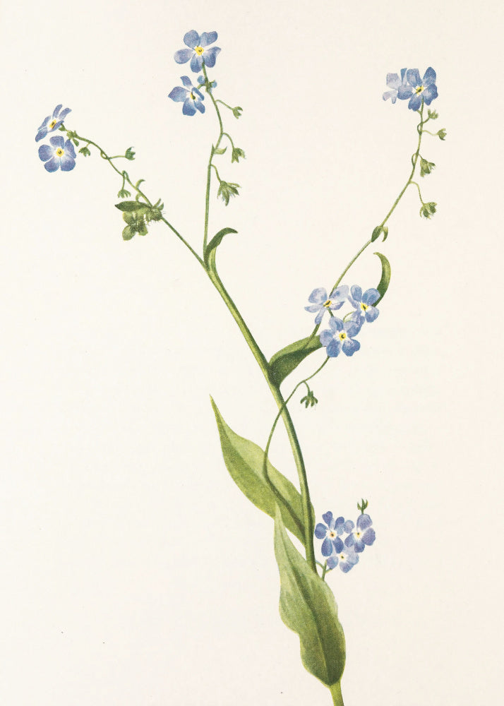 Bur Forget Me Not From North American Wildflowers (1925) By Mary Vaux Walcott | Canvas