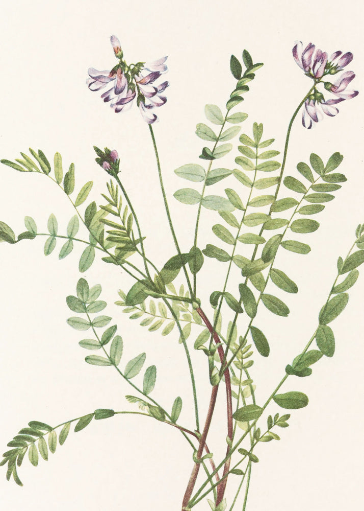 Alpine Milkvetch From North American Wildflowers (1925) By Mary Vaux Walcott | Canvas