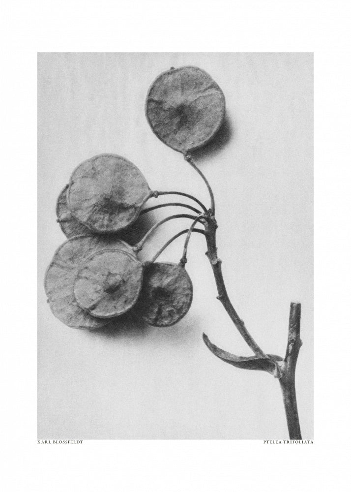 Ptelea Trifoliata | Poster