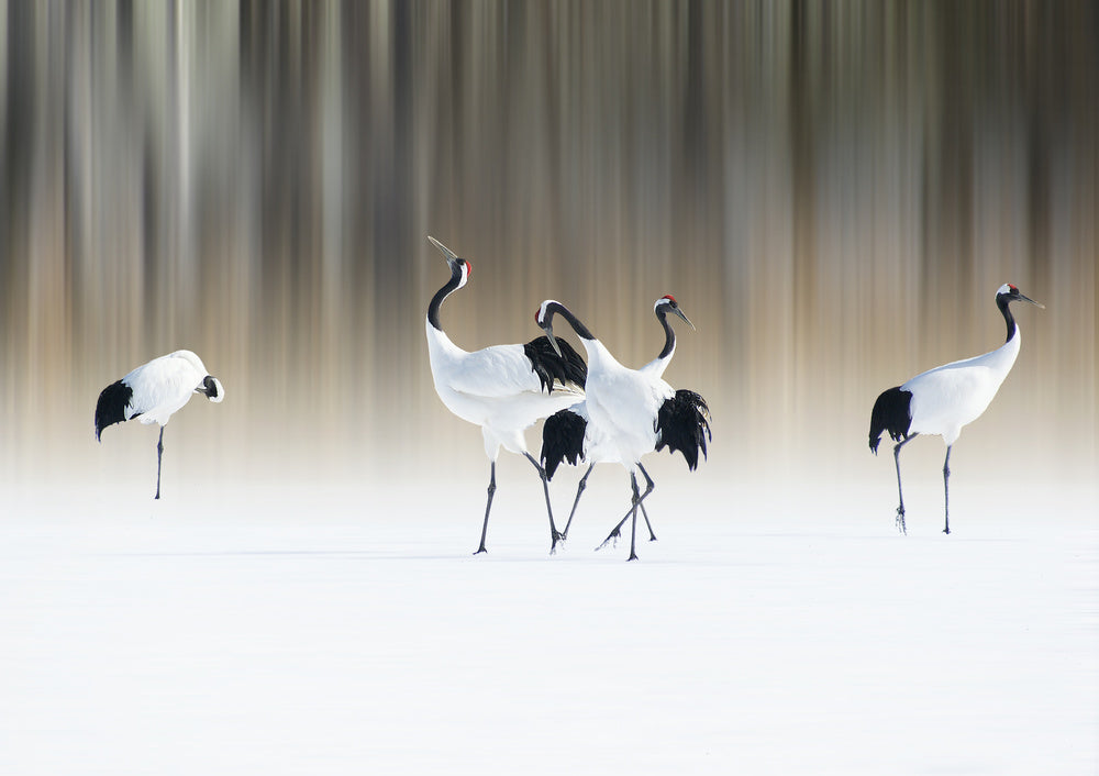 Graceful Cranes in Snow | Poster
