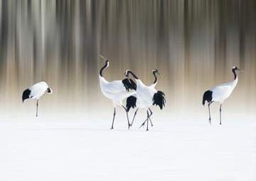 Graceful Cranes in Snow | Poster