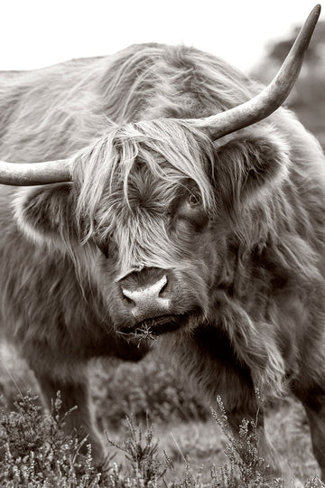 Majestic Highland Cow | Poster