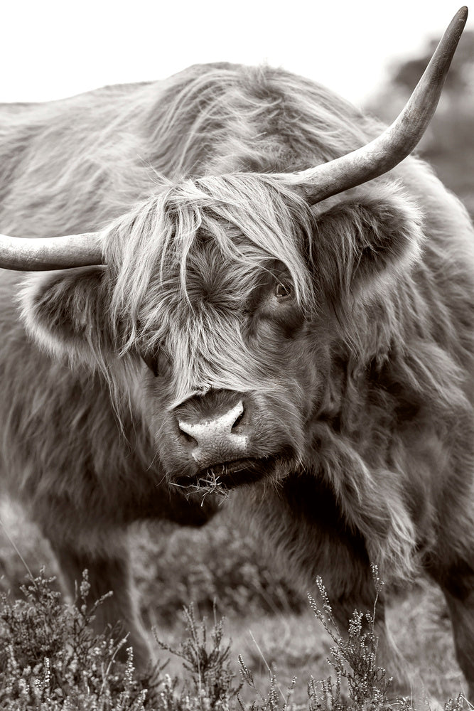 Majestic Highland Cow | Canvas