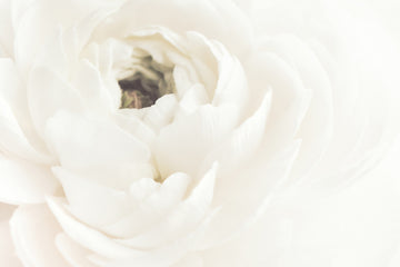 Soft White Bloom | Poster