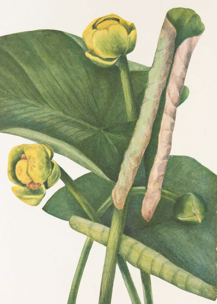 Spatterdock From North American Wildflowers (1925) By Mary Vaux Walcott. | Canvas