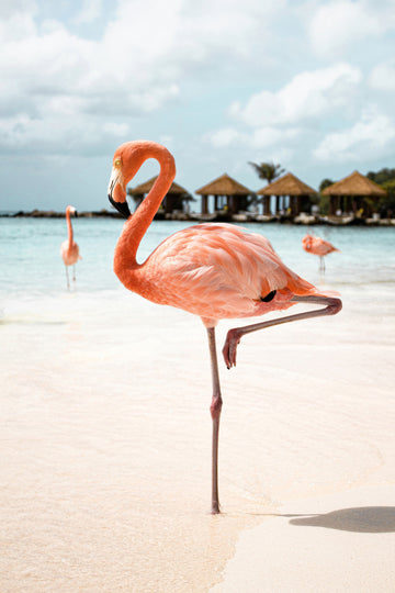 Pink Flamingo Beach | Canvas