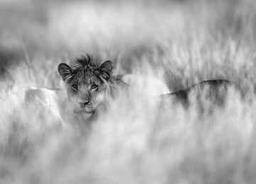 Hidden Lion Gaze | Poster