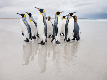 King Penguins on Beach | Canvas