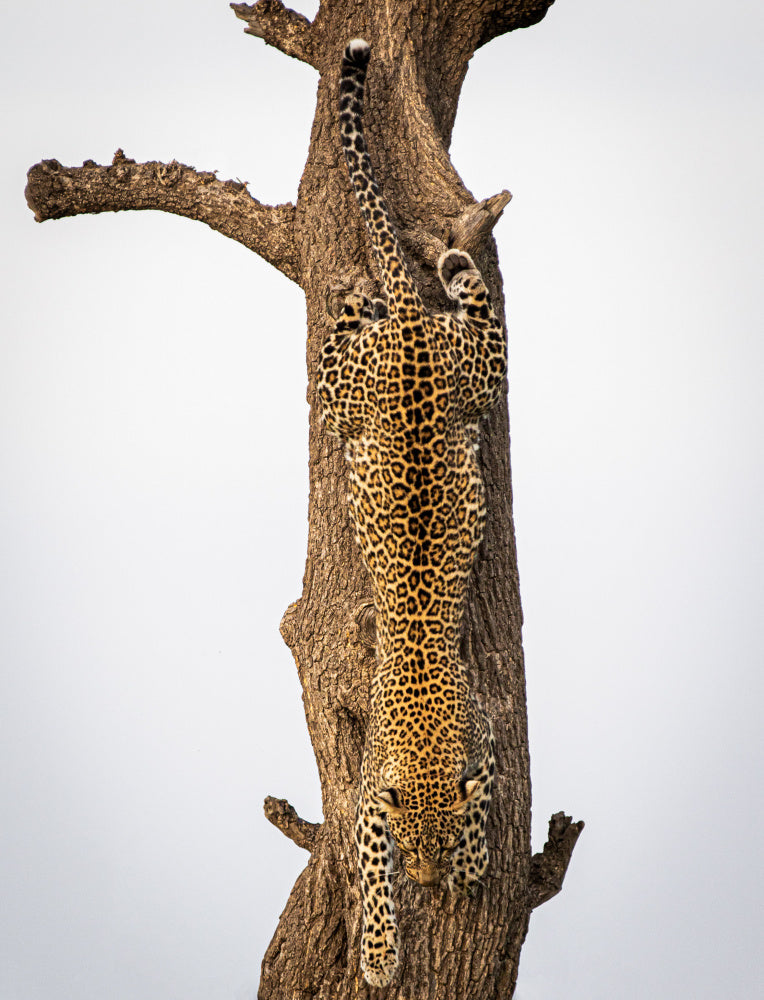 Leopard Descending Tree | Poster