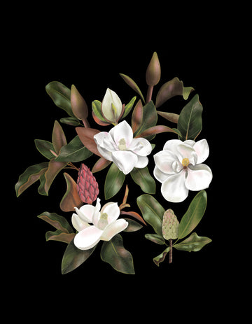 Magnolias Black | Canvas