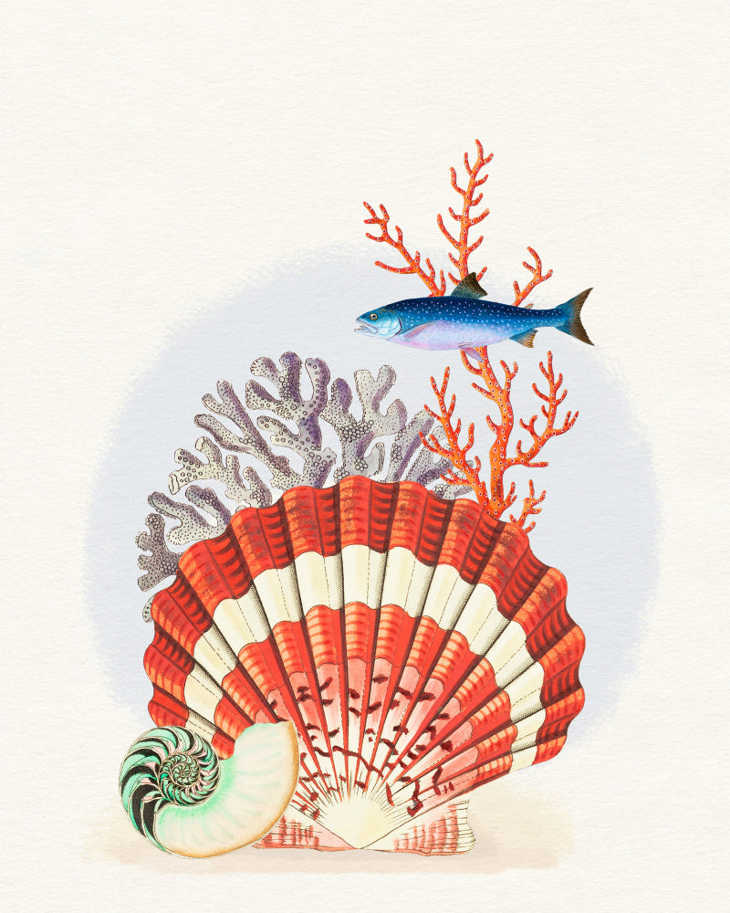 Scallop Shell Coral Fish | Poster
