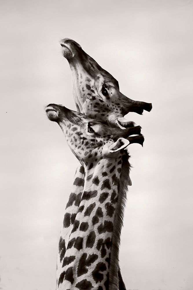 Two Giraffes Gaze | Poster