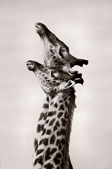 Two Giraffes Gaze | Canvas