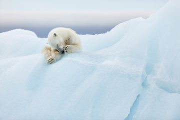 Sleeping Polar Bear Cub | Canvas