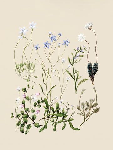 Wahlenbergias Drawn | Canvas