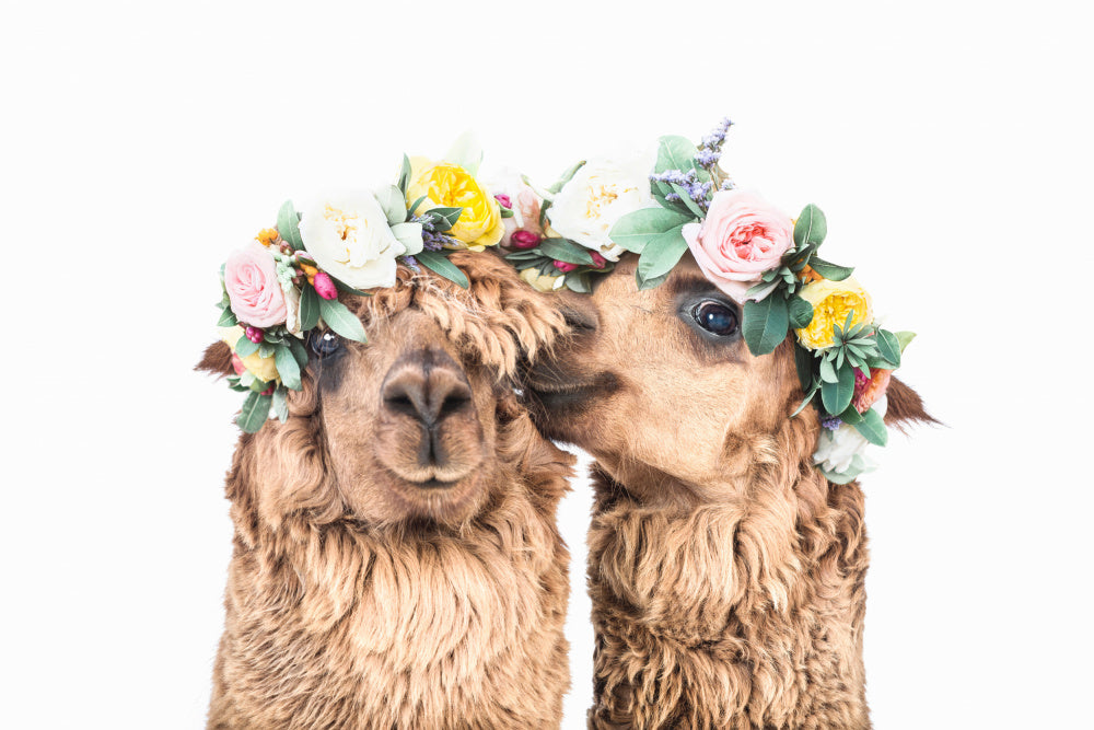 Boho Alpacas | Poster
