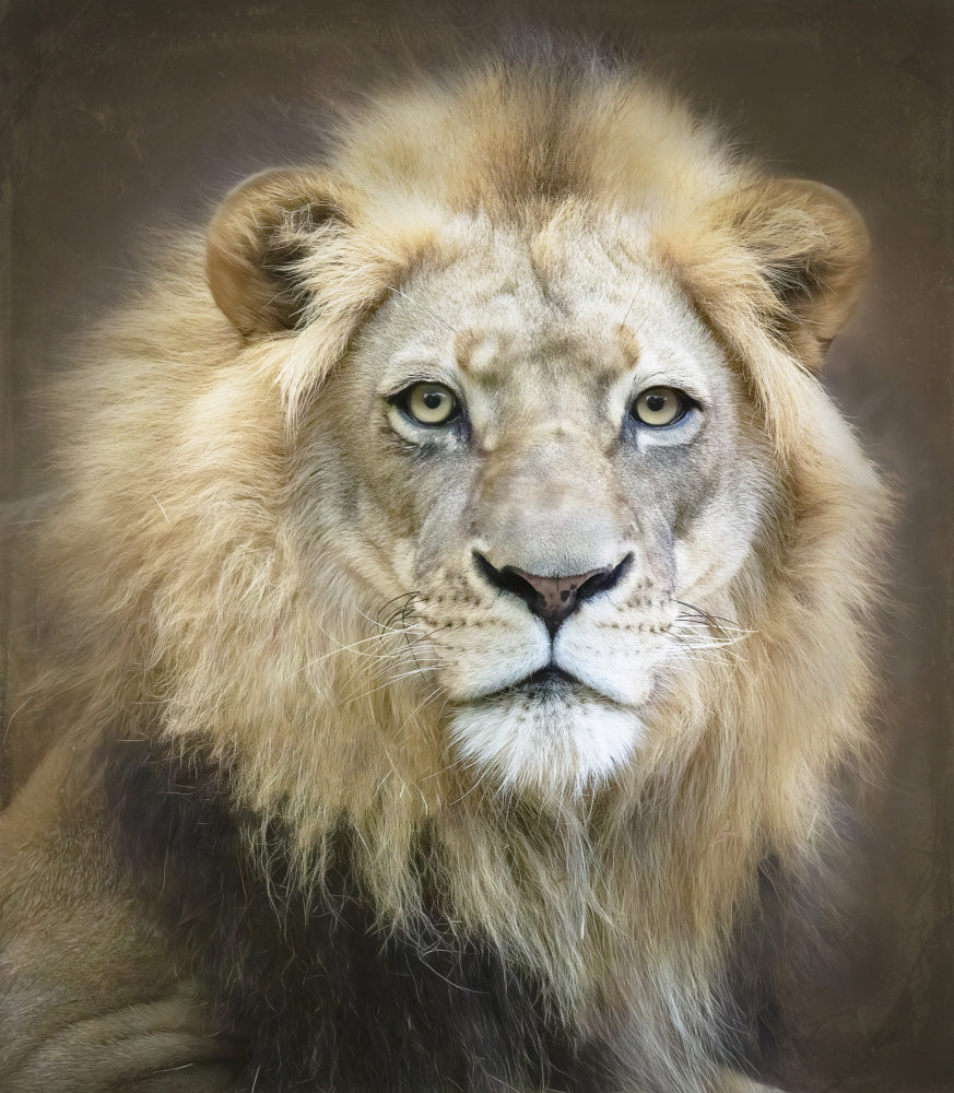 Majestic Lion Gaze | Poster