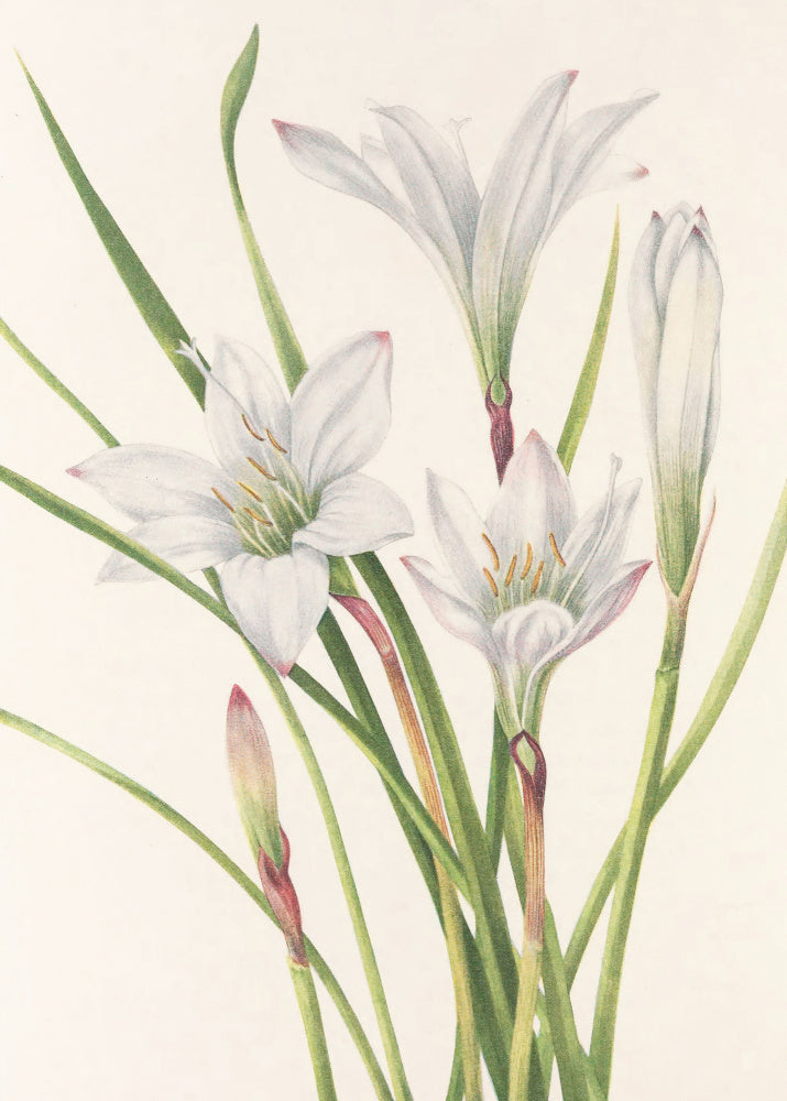 Atamasco Lily From North American Wildflowers (1925) By Mary Vaux Walcott | Canvas