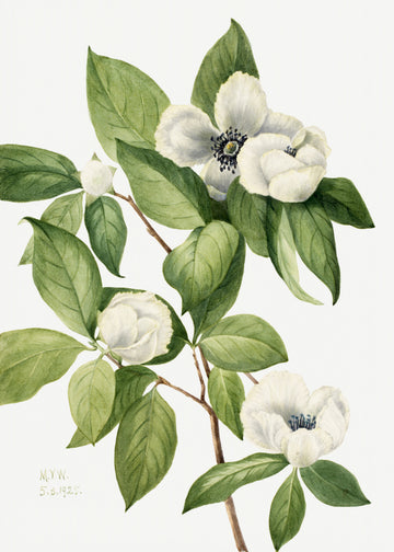 Virginia Stewartia (1925) | Canvas