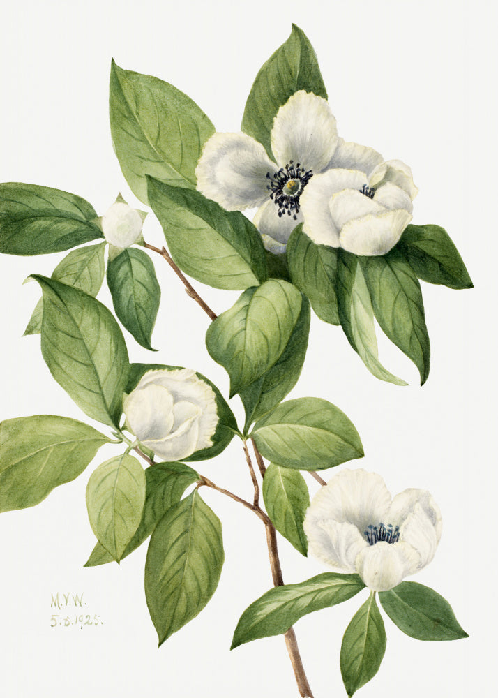 Virginia Stewartia (1925) | Poster