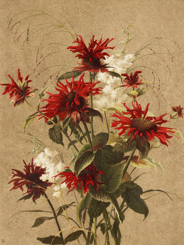 Balm and Spiraea By Ellen Thayer Fisher | Poster