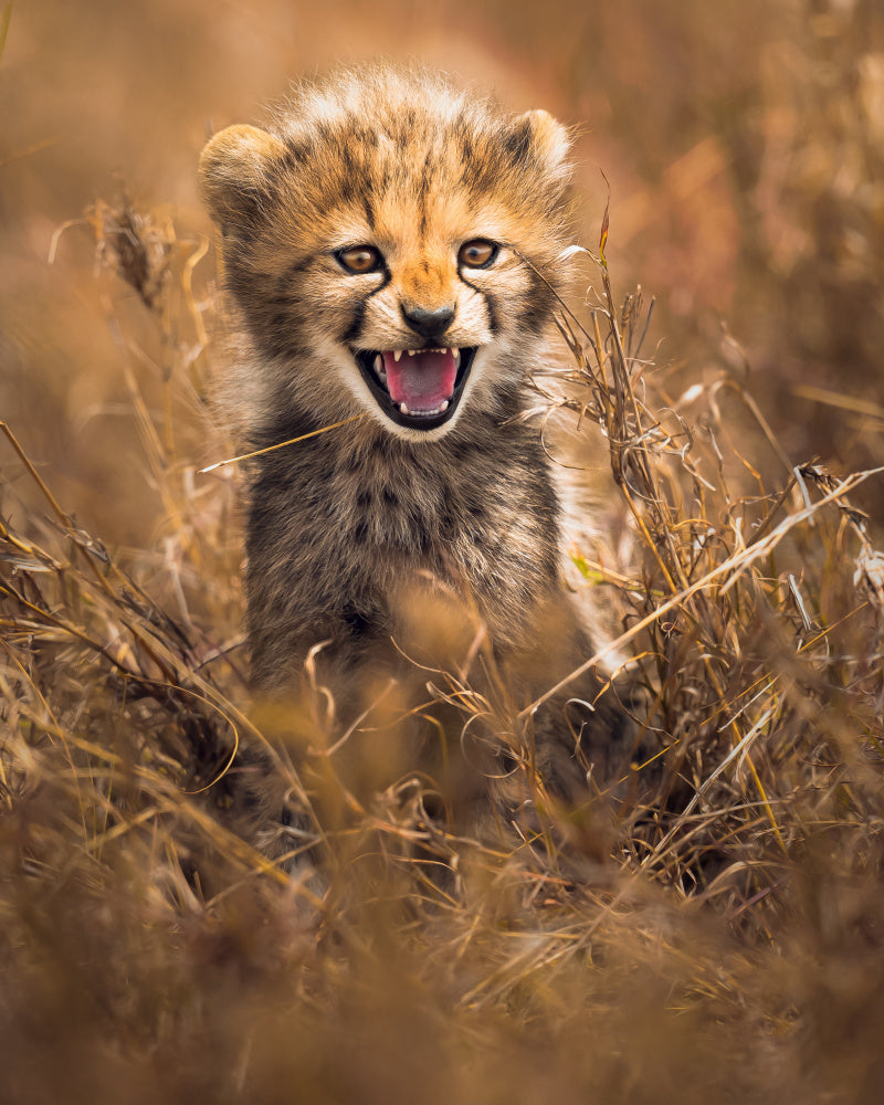 Fierce Cheetah Cub | Poster
