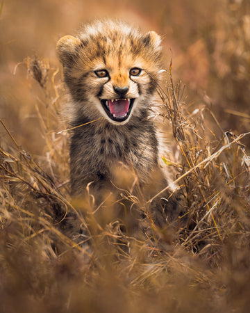 Fierce Cheetah Cub | Poster