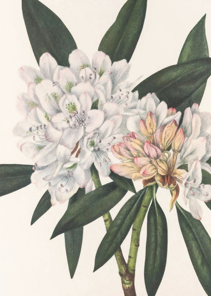 Rosebay Rhododendron From North American Wildflowers (1925) By Mary Vaux Walcott. | Canvas