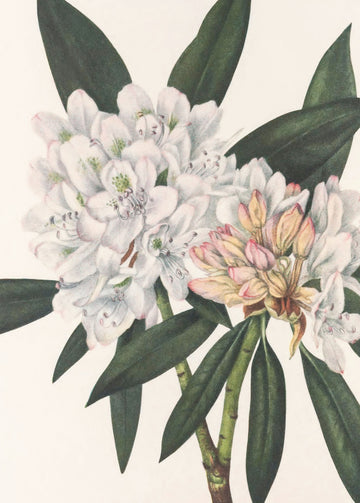 Rosebay Rhododendron From North American Wildflowers (1925) By Mary Vaux Walcott. | Poster
