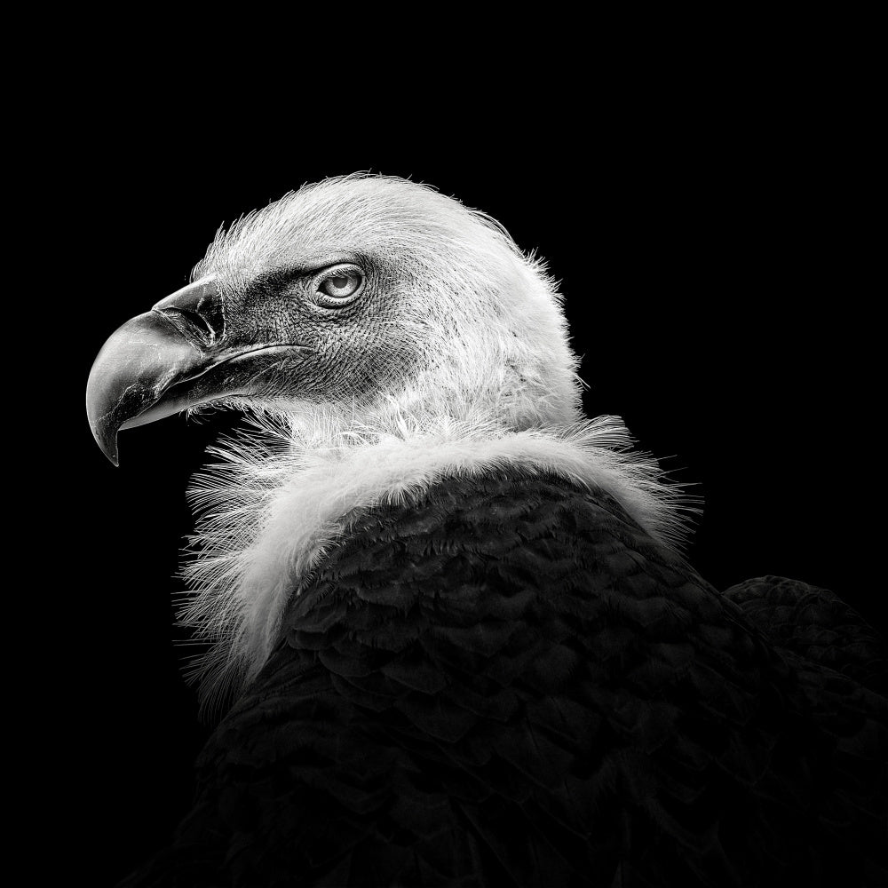 Intense Vulture Gaze | Canvas
