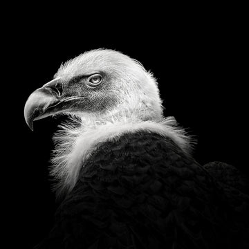 Intense Vulture Gaze | Poster