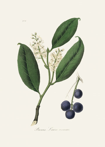 Cherry Laurel (prunus Laurocerasus) Medical Botany | Canvas