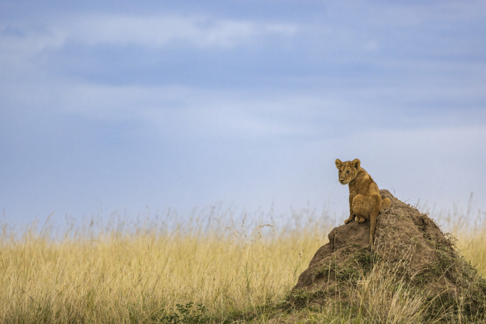 Curious Lion Cub Savanna | Poster
