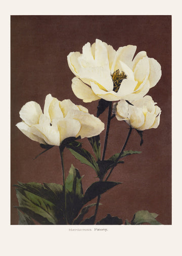 Hærdaceous Peony | Poster