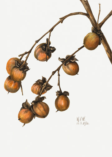 Persimmon (1920) | Canvas