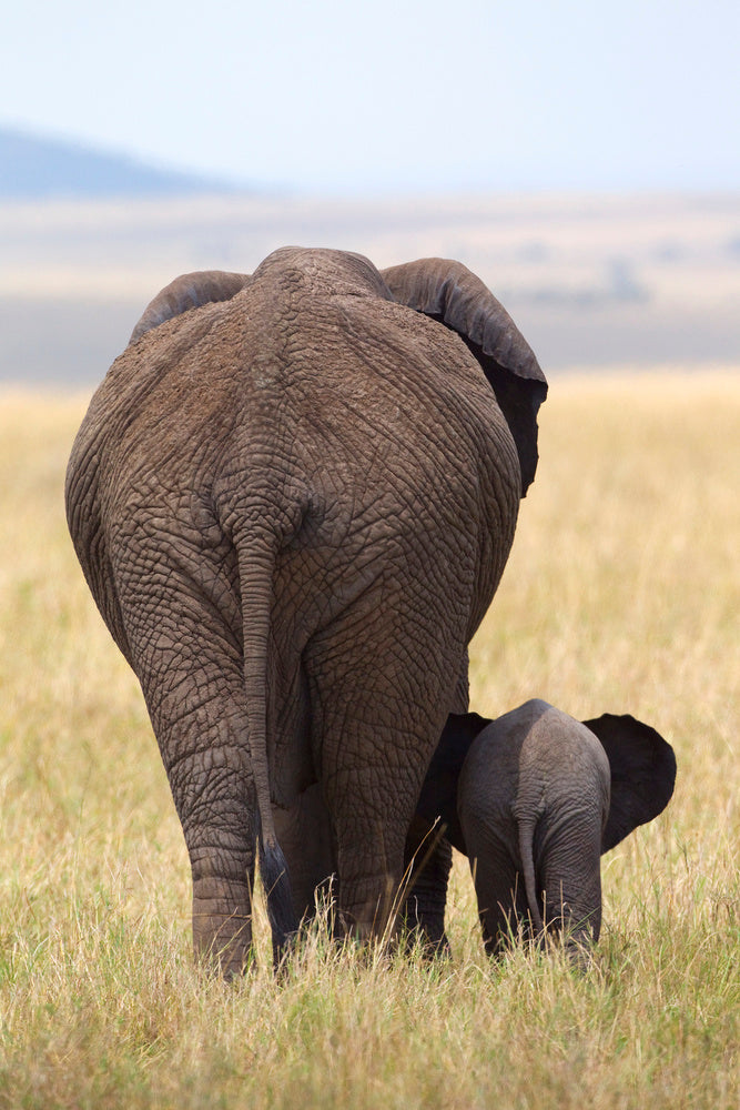 Elephant Mother and Calf | Poster