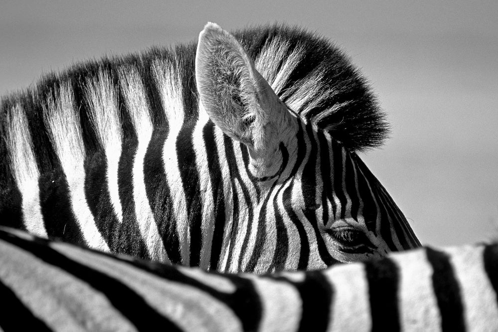 Elegant Zebra Profile | Canvas