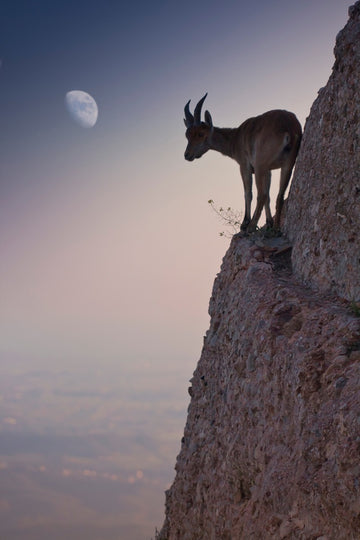 Mountain Goat Moonrise | Canvas